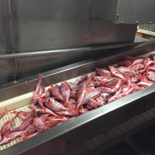 ConvoyeurSebaste_LCoussau