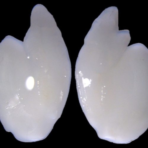 Oto_Sebaste_LCoussau