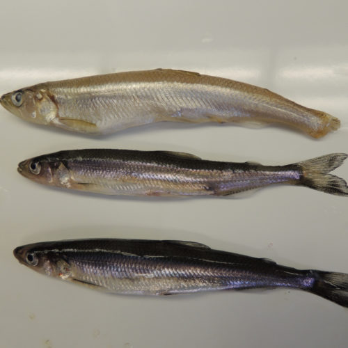 2023_PechePoissonFond_Labo_DSCN3231