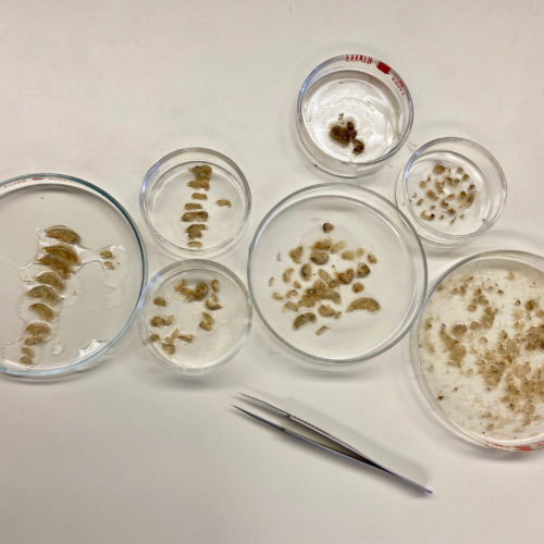 MSJean_PhotoLabo-ContenuStomacalSAFOanadrome4