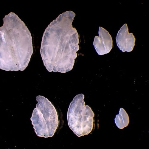 MSJean_PhotoLabo-OtolithesSAFOanadrome