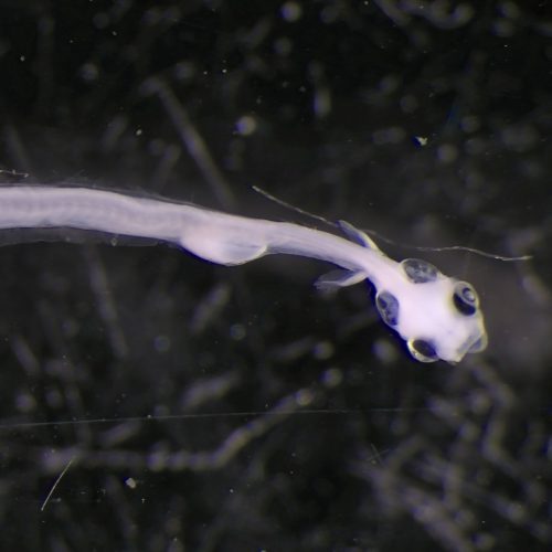 HAP_OsméridéSP_sta1_10juin2023_Zoo_20X