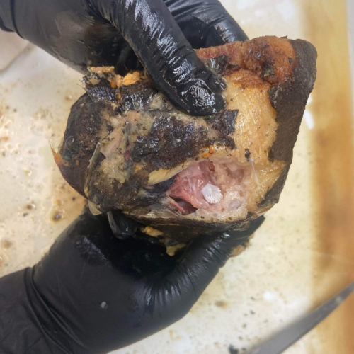 TetePoissonOtolithe_RM_IMG_0723