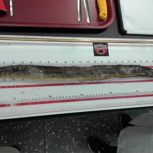 ANRO_SV_20230803_135238