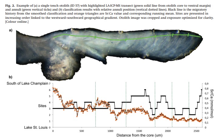 Tench Invasive Quantifying migratory capacity and dispersal of the invasive tench ...