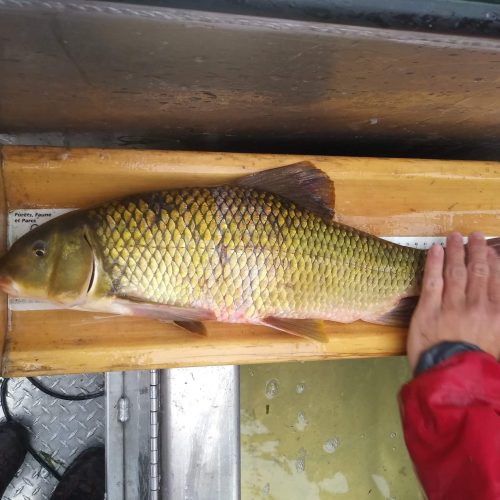 MOHU_ChevalierCuivré