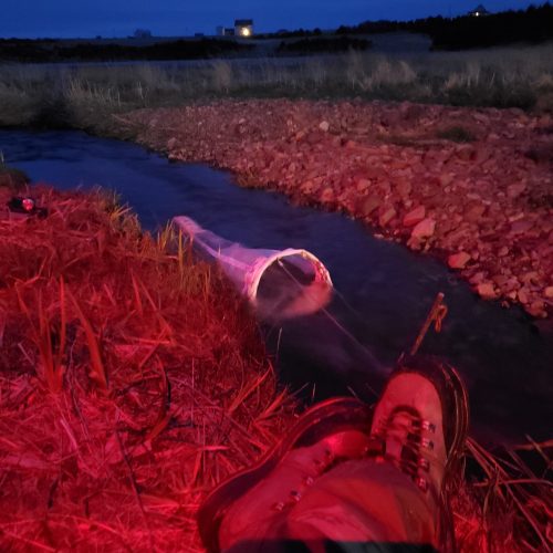 Filet de dérive éperlan ILDM