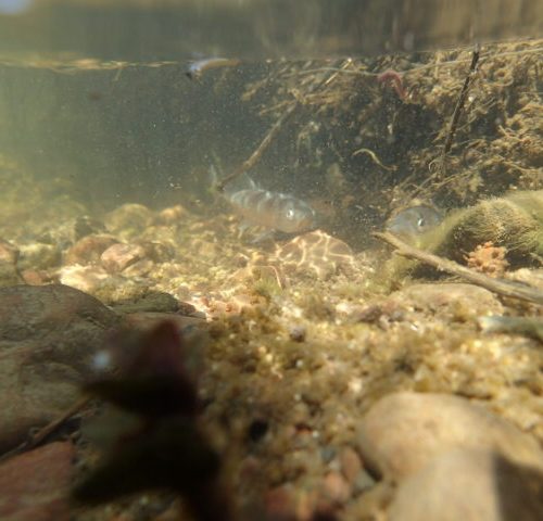 Éperlan en ruisseau aux ILDM