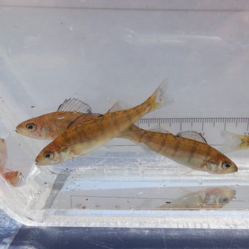 PEFL4_FF061_5juillet2023_100-0913