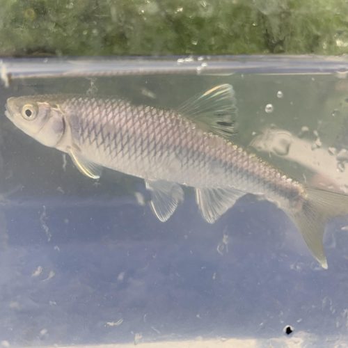 MénéBleu_AD_IMG_2396