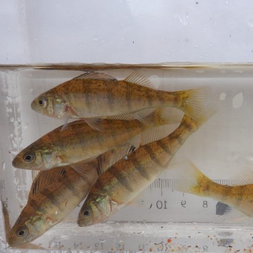 PEFL_FF021_20200708_DSCF0076