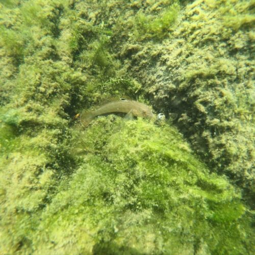 Round goby
